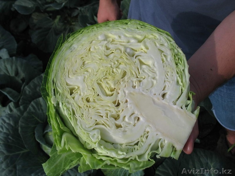 Голландские семена капусты - Изображение #2, Объявление #787747