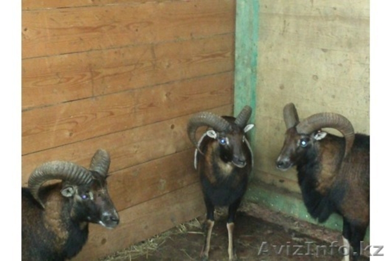 Продадим архаров - Изображение #2, Объявление #825163