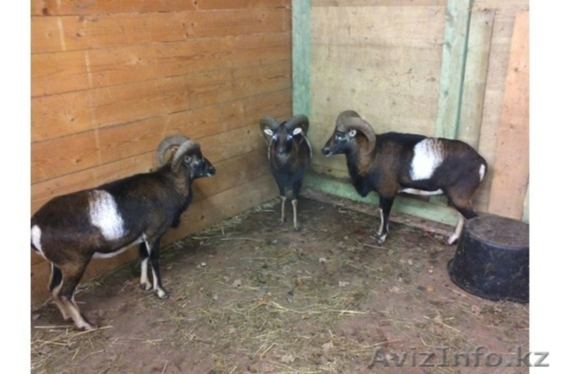 Продадим архаров - Изображение #3, Объявление #825163