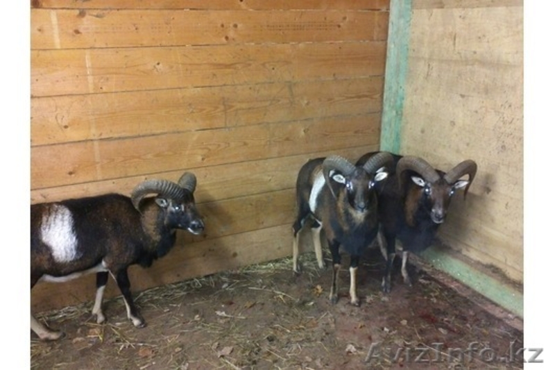 Продадим архаров - Изображение #4, Объявление #825163