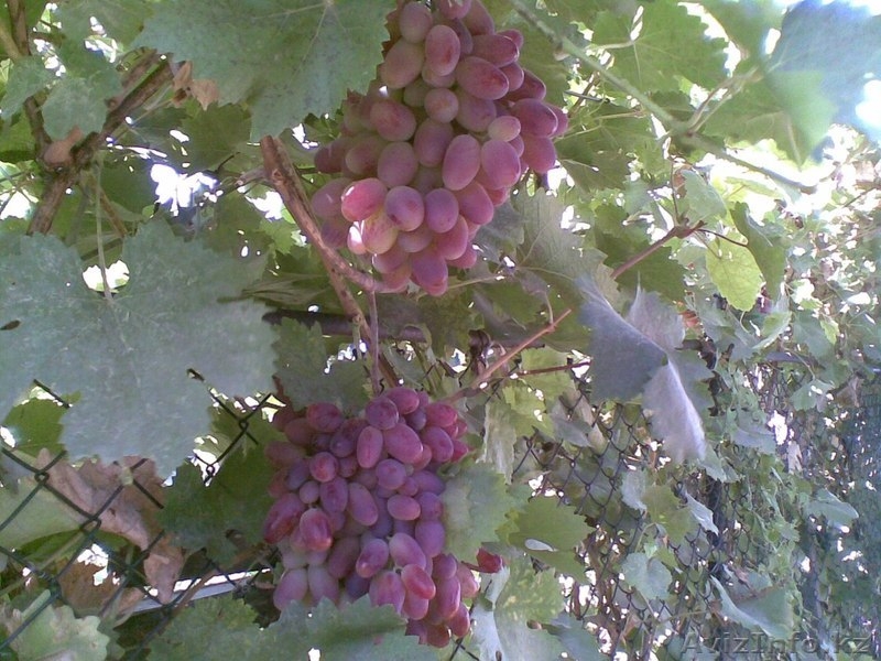 Продам Дом. ул Горького 31  - Изображение #6, Объявление #877248