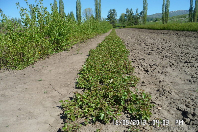 сосна обык,сосна крымская, ель обыкновенная и др. - Изображение #1, Объявление #1027868