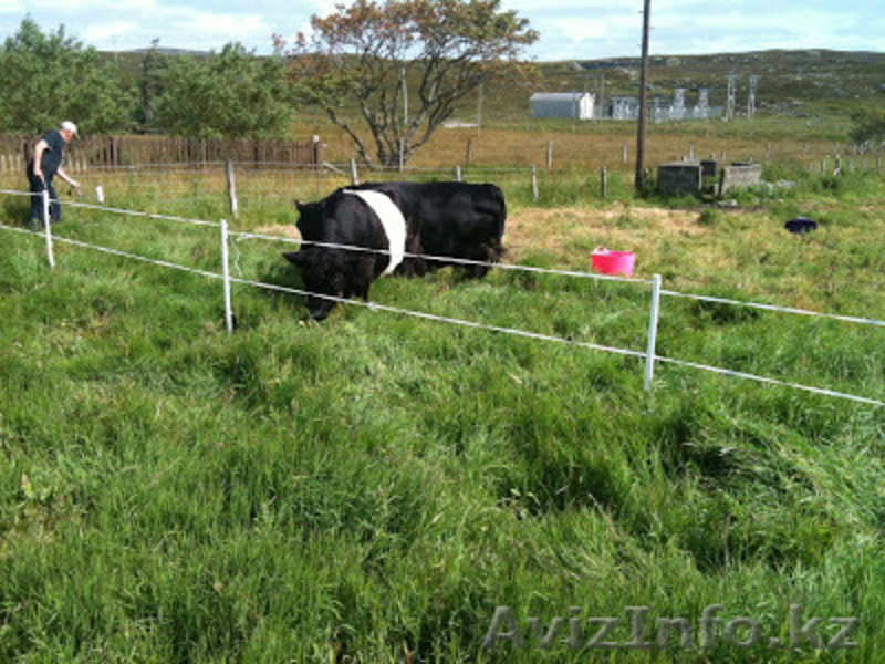 Ограждение пастбищ. электроизгородь - Изображение #2, Объявление #1135618
