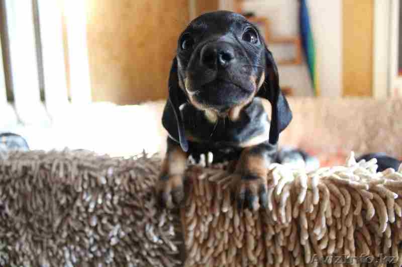 Продаются таксята...Такие очаровательные сладкие, длинники... - Изображение #3, Объявление #1144389