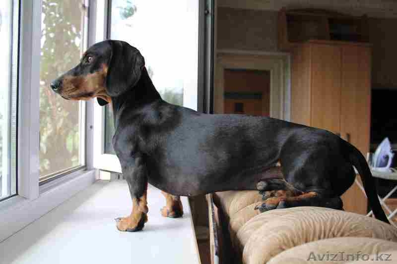 Продаются таксята...Такие очаровательные сладкие, длинники... - Изображение #1, Объявление #1144389