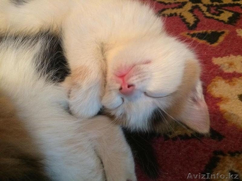 Отдам красивых котят - Изображение #2, Объявление #1264585