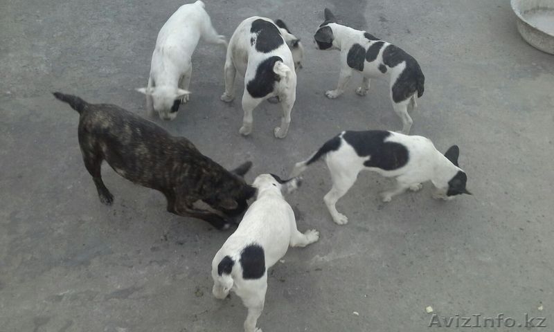 Продам щенков французского бульдога. Девочки. - Изображение #1, Объявление #1494312