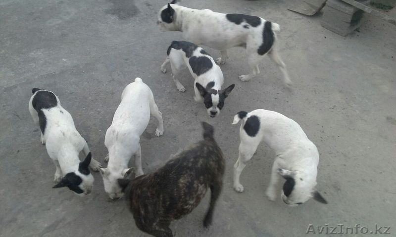 Продам щенков французского бульдога. Девочки. - Изображение #2, Объявление #1494312