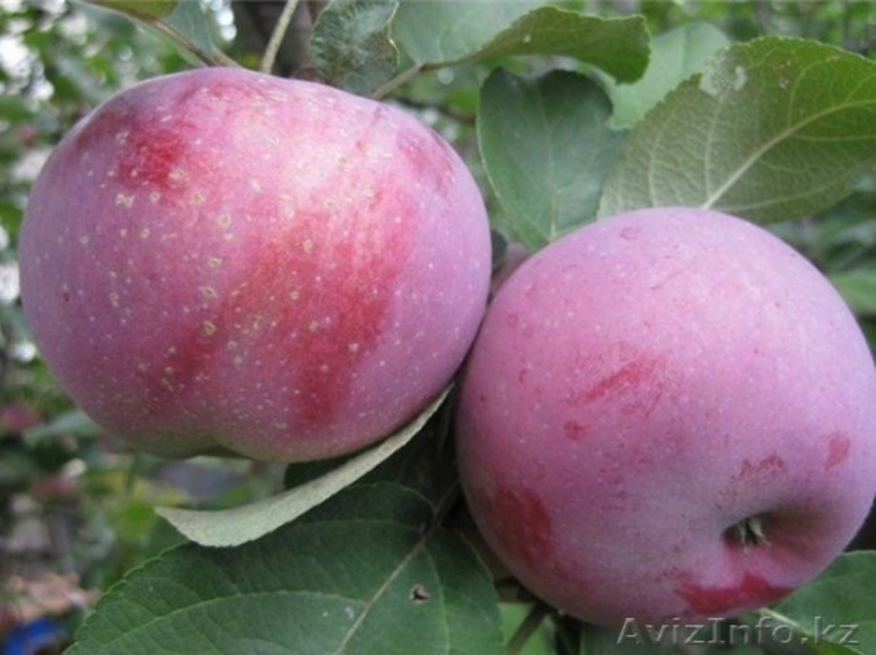 Продам яблоки - Изображение #3, Объявление #1628349