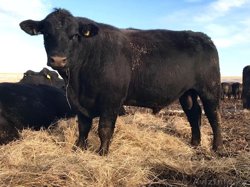 Асыл тұқымды ірі қара, Племенные телки, бычки, быки, Аренда бычков - Изображение #1, Объявление #1633327